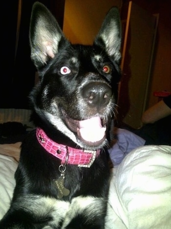 A black with tan and white Gerberian Shepsky puppy is laying on a bed. Its mouth is open and looks like it is smiling. There is a person in the background sitting on the edge of a couch. One of the dog's eyes is blue and one is brown.